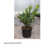 Prunus laurocerasus ‘Otto Luyken’