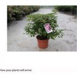 Rhododendron ‘Madame AD. van Hecke’ (Azalea Group)