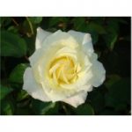 Rose ‘Easy Elegance Macys Pride’