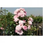 Rose ‘The Fairy’ (Polyantha) (Large Plant)