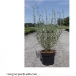 Salix purpurea ‘Nana’