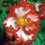 Begonia ‘Crispa Marginata’ White-Red