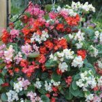 Begonia semperflorens ‘Summer Jewels Mixed’