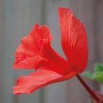 Begonia x tuberhybrida ‘Daffadowndilly’
