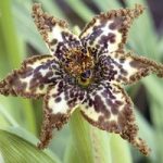 Ferraria crispa ‘Starfish Lily’