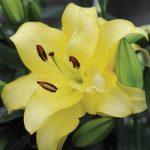 Lily ‘Exotic Sun’