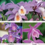 Pleione (Orchid) Collection