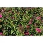 Spiraea japonica ‘Anthony Waterer’