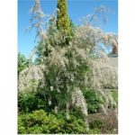 Tamarix ramosissima ‘Hulsdonk White’