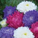 Aster ‘Milady Mixed’