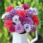 Dianthus ‘Scents of Summer Collection’