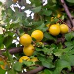 Cherry plum (Hedging)