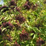 Elderberry (Hedging)