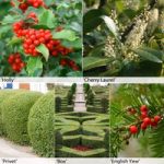 Evergreen Hedging Collection