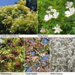 Wildlife Hedging Collection