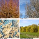 Salix Hedging Collection