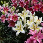 Lily ‘Perfume Garden’ Series