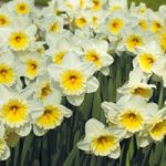 Narcissus ‘Butterfingers’