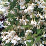 Styrax japonicus ‘Fragrant Fountain’