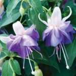Fuchsia ‘Azure Like It’ (Hardy)