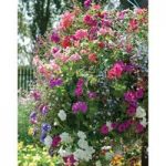 Hanging Basket Plant Collection