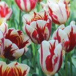 Tulip ‘Carnival de Nice’