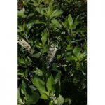 Clethra alnifolia ‘Hummingbird’