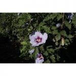 Hibiscus syriacus ‘Cielo’