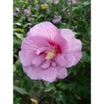 Hibiscus syriacus ‘Lavender Chiffon’