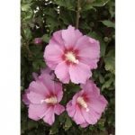 Hibiscus syriacus ‘Pink Giant’