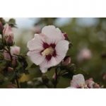 Hibiscus syriacus ‘Rosso’