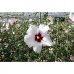Hibiscus syriacus ‘Shintaeyang’