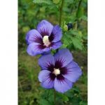 Hibiscus syriacus Ultramarine ‘Minultra’