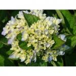 Hydrangea macrophylla ‘Ankong’