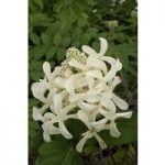 Hydrangea paniculata ‘Great Star’