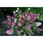 Hydrangea paniculata ‘Sundae Fraise’