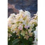 Hydrangea paniculata ‘Tickled Pink’