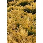 Juniperus horizontalis ‘Limeglow’