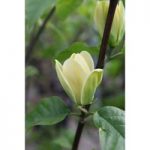 Magnolia x brooklynensis ‘Yellow Bird’