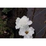 Magnolia denudata ‘Double Diamond’