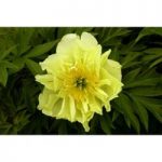 Peony ‘Yellow Waterlily’