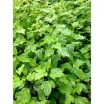 Physocarpus opulifolius ‘Annys Gold’