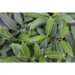 Prunus laurocerasus ‘Mount Vernon’