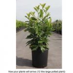 Prunus laurocerasus ‘Novita’