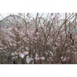 Prunus x subhirtella ‘Autumnalis Rosea’