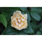 Rose ‘Buff Beauty’