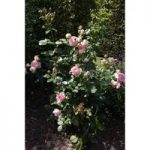 Rose ‘Eden Rose 88’