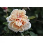 Rose ‘Gloire de Dijon’