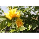 Rose ‘Goldstar’