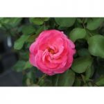 Rose ‘Melrose’